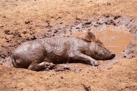 cant get cleaner wallowing in the mud|clean pig mud part 1.